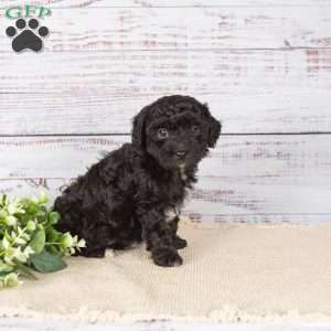 Abigail, Miniature Poodle Mix Puppy